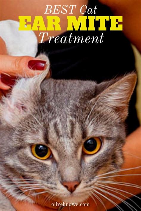 Best Cat Ear Mite Treatment Oliveknows In 2021 Cat Ear Mites Clean