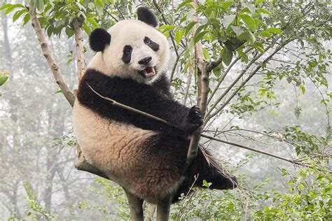 We Can Tell Whether Pandas Are Mating Successfully By Their Bleats