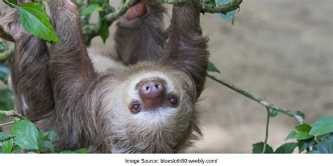8 Awesome Sloth Sanctuary Around The World Sloth Of The Day
