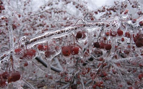 Cherry Fruit Nature Winter Ice Freezing Cold Orchard Trees Wallpaper