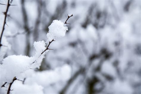 Snowy Branch Free Stock Photo Public Domain Pictures