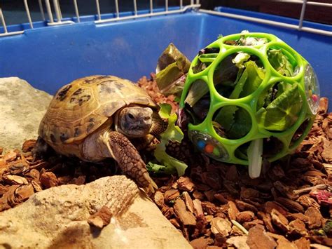 The seeds are also edible. Enrichment Ideas for Your Tortoise