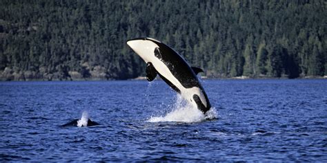 Bc Southern Orca Whales Remain Endangered Study