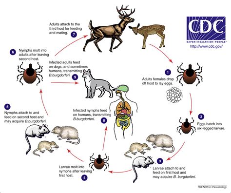 Tick Control And Lyme Disease