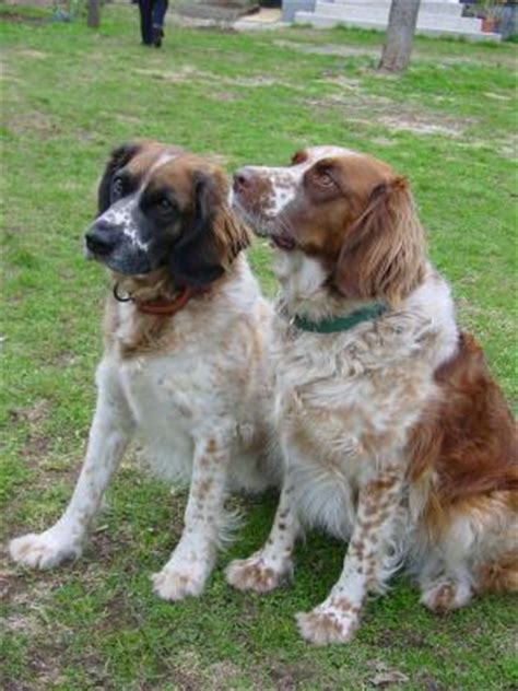 Sie zeichnen sich durch intelligenz und lernfähigkeit aus. Kleiner Münsterländer - ein Hund mit Charakter und süßen ...
