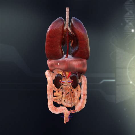 Download internal organs stock vectors. Human Female Internal Organs Anatomy 3D Model MAX OBJ 3DS FBX C4D LWO LW LWS | CGTrader.com