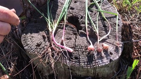 Wild Onion Vs Poisonous Lookalike Death Camas Youtube