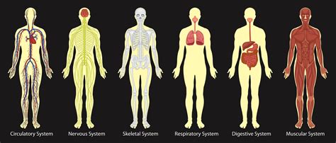 Diagram Of Systems In Human Body Vector Art At Vecteezy