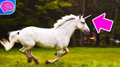 Real Unicorns Wallpapers Wallpaper Cave