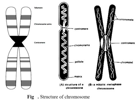 Structure Of Chromosomes Prokaryotic And Eukaryotic Biology Ease