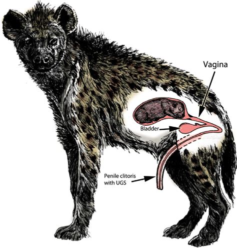 Female Hyena Anatomy