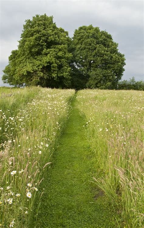 Wild Flowers Inspiration Mown Path Through Field Flowerstn