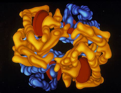 Haemoglobin Molecule Photograph By Francis Leroy Biocosmos Fine Art