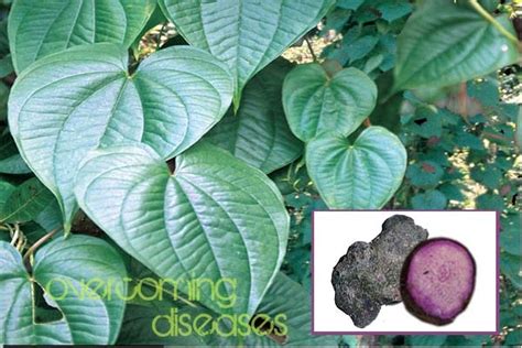 Purple Yam Ube For Leprosy Gonorrhea And More Disease Arrival