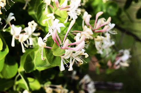 How To Choose And Grow Honeysuckle Hgtv