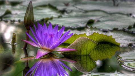 Find water lilies pictures and water lilies photos on desktop nexus. Download Purple Water Lily Wallpaper 1920x1080 | Wallpoper ...