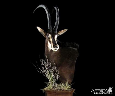 Sable Pedestal Mount Taxidermy