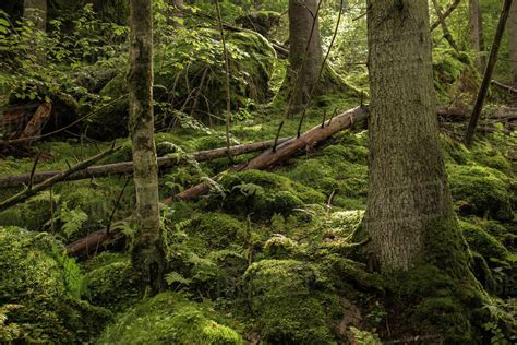 Mossy Forest In Harskogen Sweden Stock Photo Dissolve