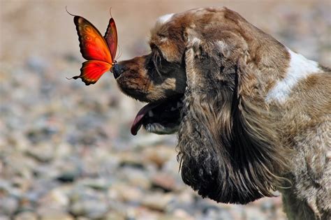 Dog And Butterfly