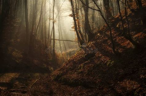 Autumn Enchanted Forest With Sun Rays And Fog Stock Photo Image 46806295