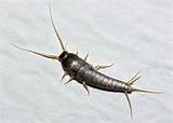 House Cockroach Images