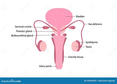 vector illustration of male human reproductive system with names of