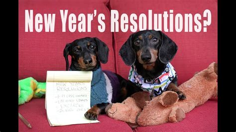 Cute Dachshunds Write New Years Resolutions Cute Dog Video Dachshund Service Dogs