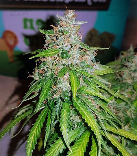 Buy Auto Critical Orange Punch Feminized Seeds By Dutch Passion Herbies