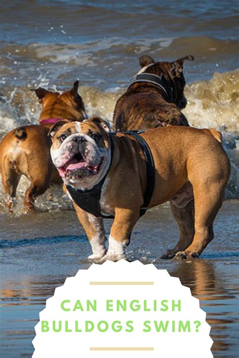British or english bulldogs have outlived their usefulness in england. Can English Bulldogs Swim? - BulldogGuide.com