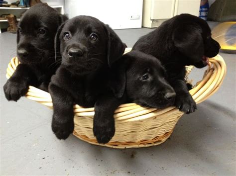 These labrador puppies will have superb temperaments. Pin by Aj Herrera on animals | Lab puppies, Black lab ...