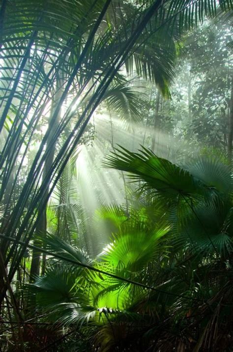 44 Incredible And Awesome Sights Of The Rainforest
