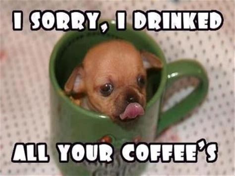 Drink All Your Coffee Dog Cute Animal Pictures Cute Chihuahua Pets