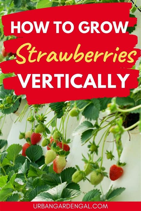 How To Grow Strawberries Vertically Growing Strawberries Growing