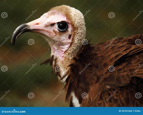 Ugly Vulture Royalty Free Stock Images Image 35701369
