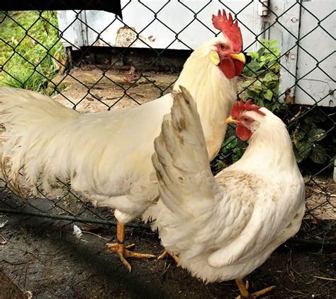 Best Egg Laying Chicken Breeds With Pictures Name