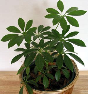 6+1 piante portafortuna che puoi mettere in casa. Piante da appartamento resistenti e decorative www.donnaclick.it - Donnaclick