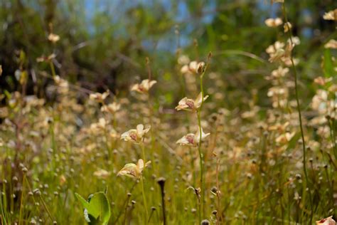 Utricularia Fulva Species Profile Fierce Flora