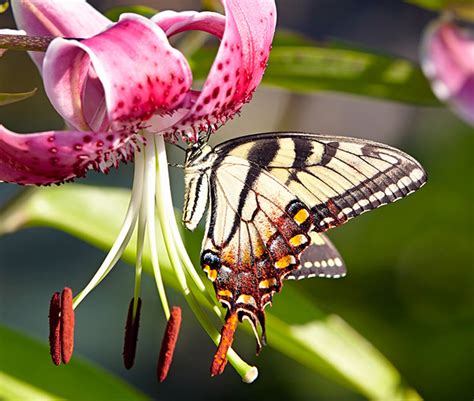 Meet Five Common Pollinators Garden Gate