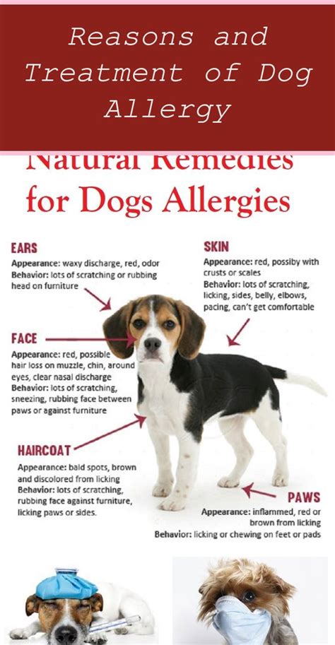 Dog Allergy Symptoms Common Signs You Must Learn To Recognize Dog