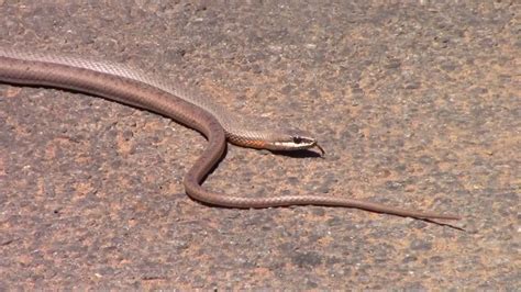 Cobra Cipó Cinza Mundo Ecologia