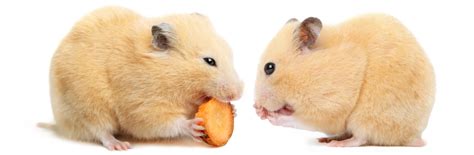 72 Cute And Funny Hamster Names For Males And Females