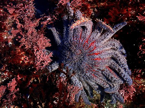 Mass Starfish Death Is Biggest Disease Epidemic Ever Seen In Marine