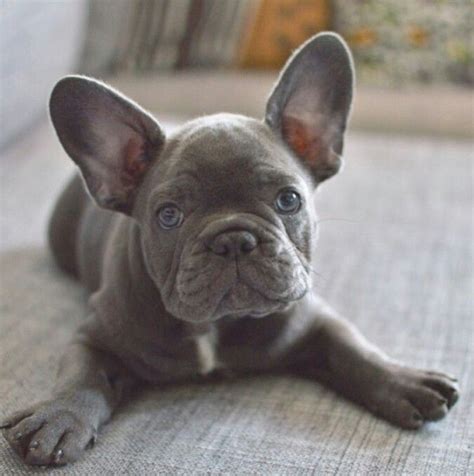 High quality french bulldog puppies for sale. Frenchie, he needs my smooches! | French bulldog puppies ...
