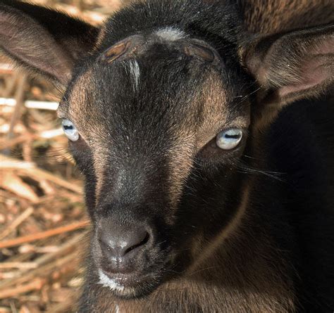 Baby Goat Face Photograph By Christy Garavetto Fine Art America