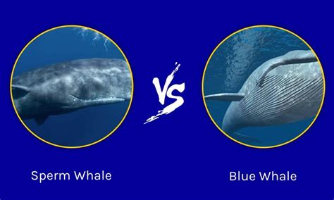 Sperm Whale Vs Blue Whale 5 Key Differences Wiki Point