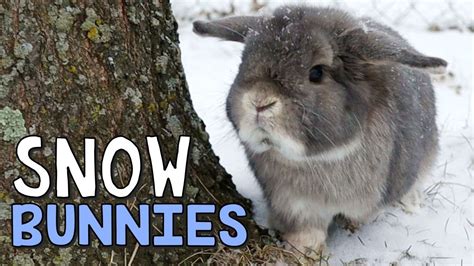 Snow Bunnies Bunny Music Video Youtube