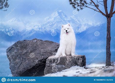 White Dog Breed Samoyed On The Background Of Winter Mountains Stock