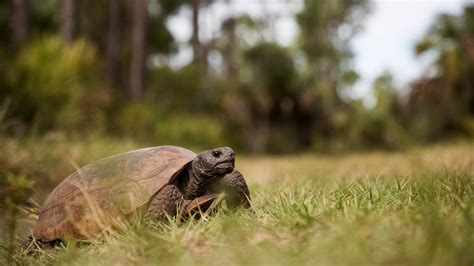 Endangered Species Act Gopher Tortoise Protections Part Of Lawsuit