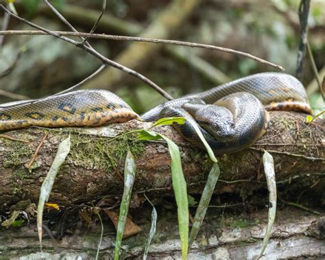 Anaconda Facts Diet Habitat And Pictures On Animaliabio