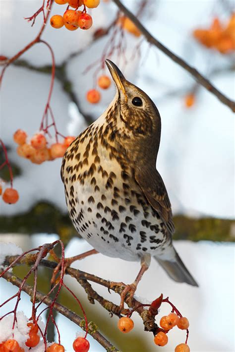Great Views Of Winter Thrushes A Wildlife Photographers Guide All